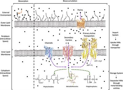 Heavy Metal Removal by Bioaccumulation Using Genetically Engineered Microorganisms